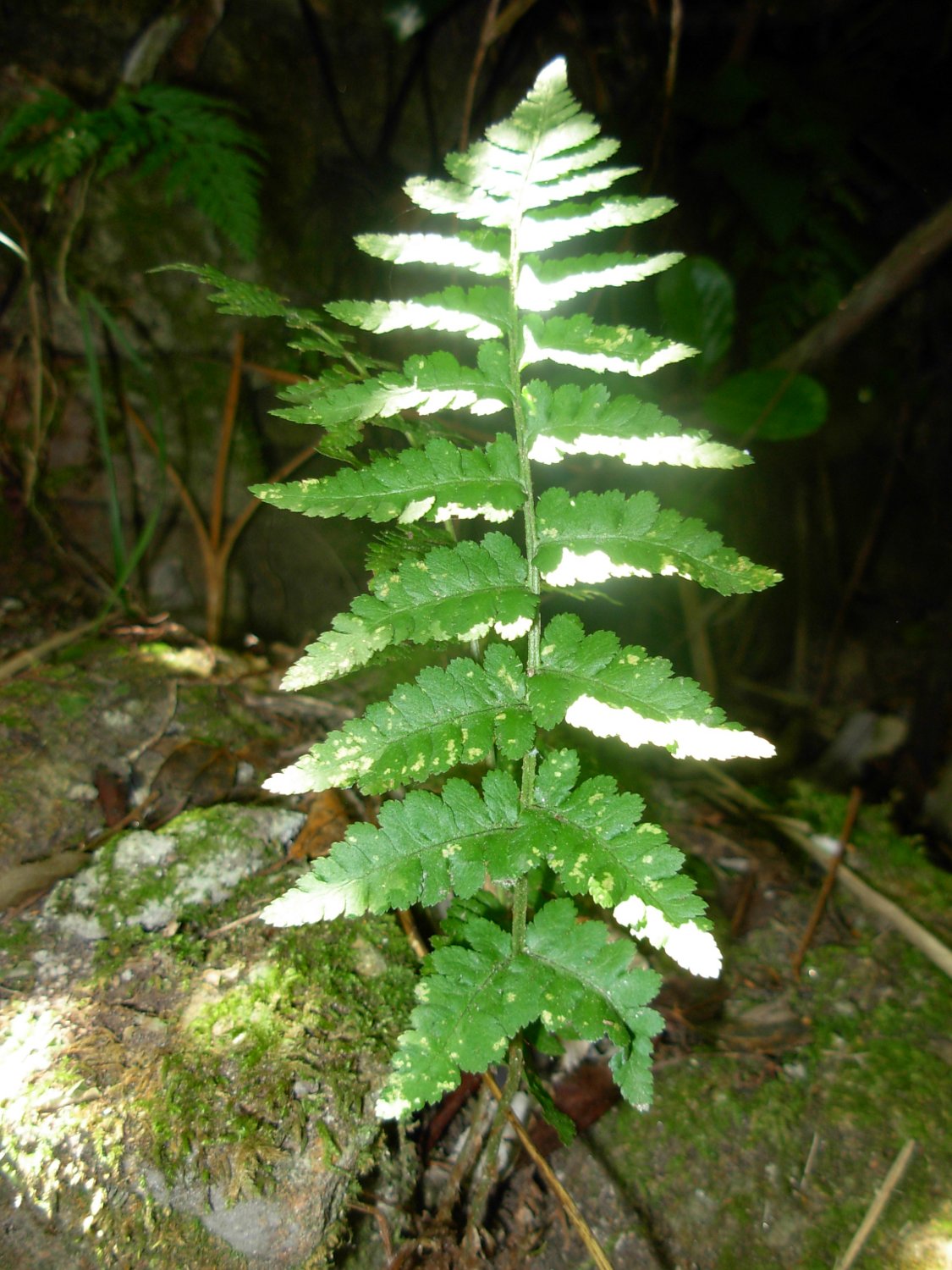 Dryopteris tyrrhena / Felce tirrenica